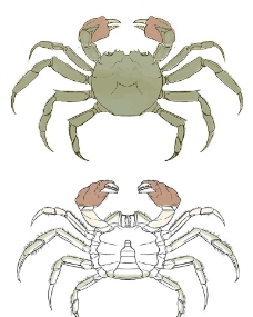 手绘高淳螃蟹示意图图片