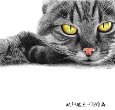 圆珠笔绘画猫图片
