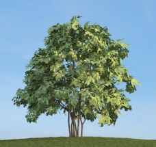 其他设计树木植物模型图片