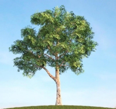 其他设计树木植物模型图片
