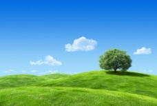 景观设计蓝天草原绿树图片