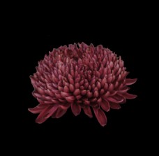 位图 植物 花朵 菊花 写实花卉 免费素材