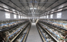 蛋鸡标准化规模养殖场图片