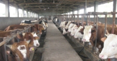 牛肉养殖场图片