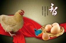 文化展板设计智 鸡 鸡蛋
