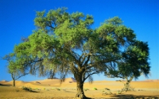 沙漠绿树图片