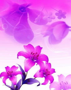 紫色百合图片