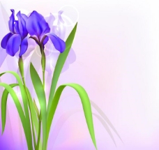 春季横幅紫色花卉图片