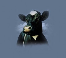 特色位图动物动物特写奶牛色彩免费素材