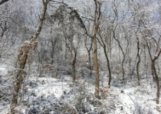 宝华山雪景图片
