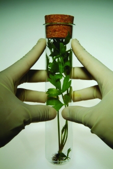 植物试管生化科技图片
