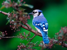 鸟类动物位图动物鸟类宝石蓝色棕色免费素材