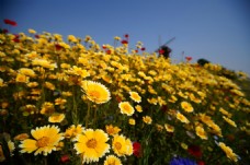 位图 植物图案 花朵 写实花卉 向日葵 免费素材