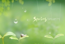 spring嫩芽图片