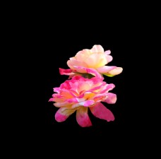 位图 写实花卉 植物 花朵 免费素材