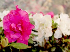 位图 植物 花朵 写实花卉 芍药花 免费素材