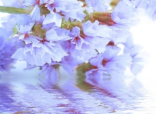 花朵 水纹图片