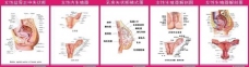 妇科解剖图图片