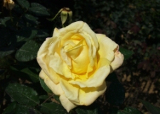 一朵黄玫瑰图片