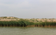 沙湖芦苇荡图片