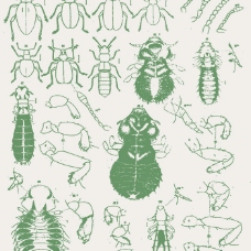 矢量图 动物 昆虫 免费素材