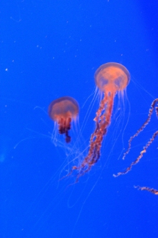 水族馆的水母图片