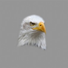 位图动物动物特写苍鹰色彩免费素材