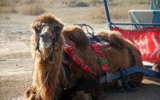 拉车的骆驼图片