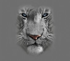位图动物动物特写白虎色彩免费素材