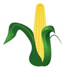玉米矢量图图片