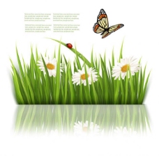 草地鲜花蝴蝶图片