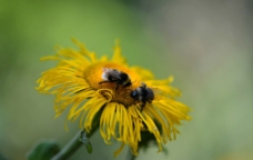 蜜蜂 花图片