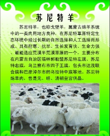 苏尼特羊海报图片