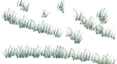 小草 绿草 植物图片