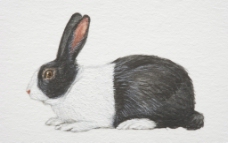 绘画兔图片