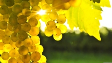 金色葡萄高清背景图片素材