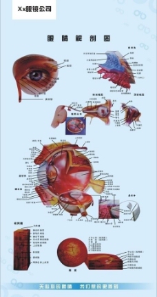 眼睛解剖图图片