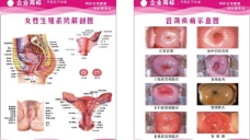 粉色女性生殖系统解剖图图片