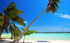 度假椰子树图片