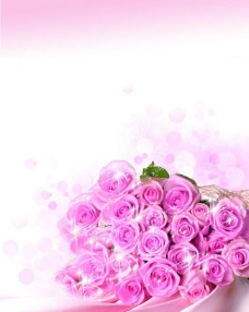 粉色玫瑰花 浪漫背景图片
