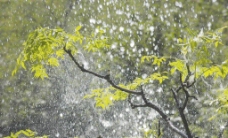 雨水图片
