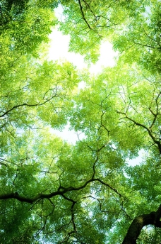 树木绿色森林图片