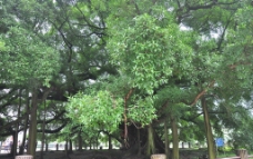 桂林 大榕树图片