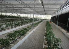 植物培育展厅图片