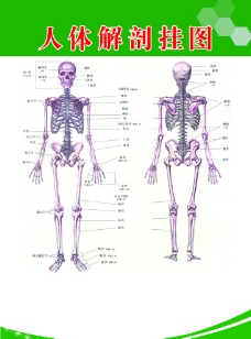 人体骨骼 人体结构图片