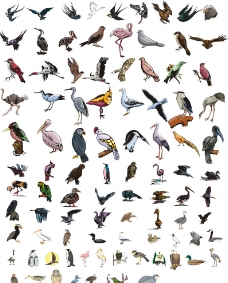 飞禽动物图片