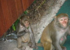 猴岛 猴子图片