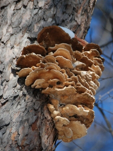 松树上的蘑菇图片