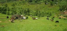 羊群在吃草图片