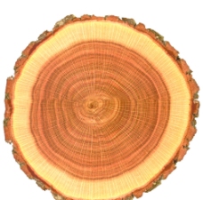 树木木纹横截面树桩图片